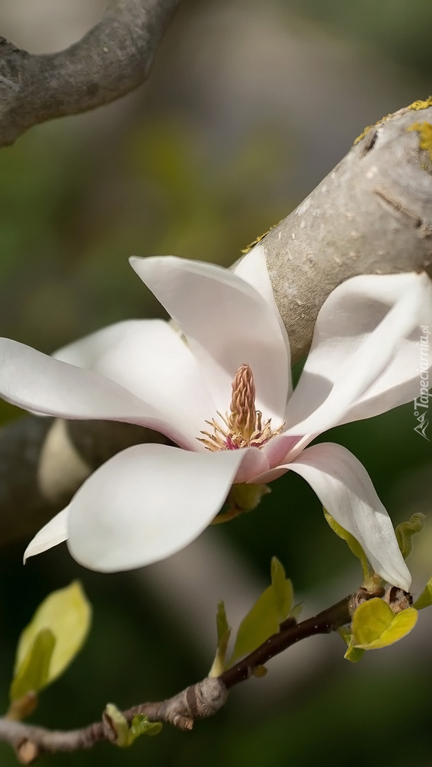 Biała magnolia