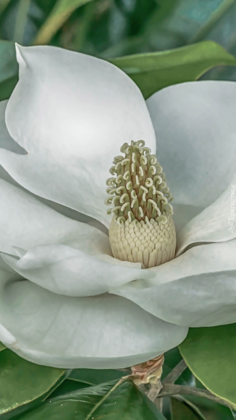 Biała magnolia