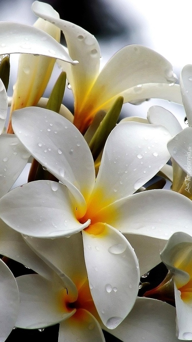 Biała plumeria