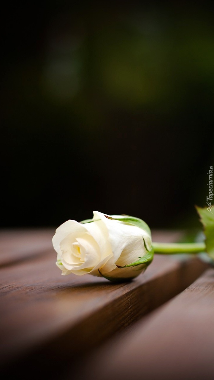 Biała róża
