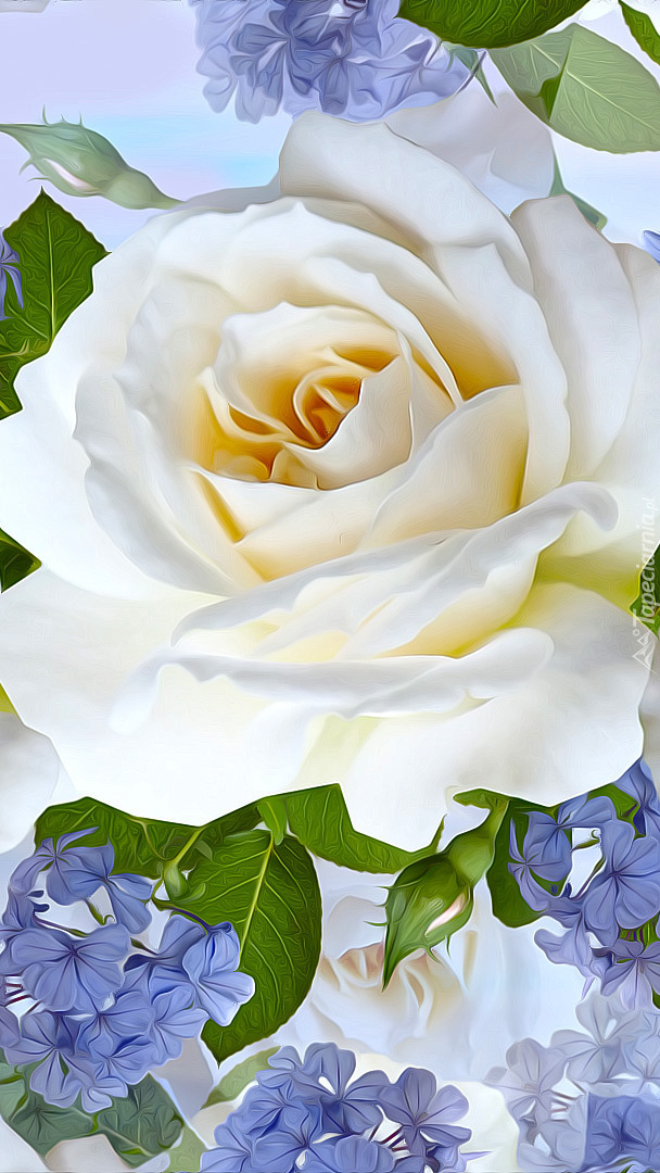 Biała róża w grafice