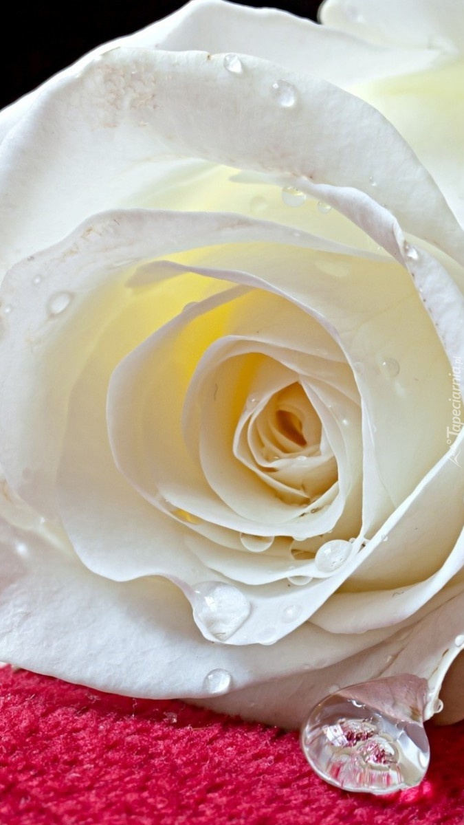 Biała róża w kroplach deszczu