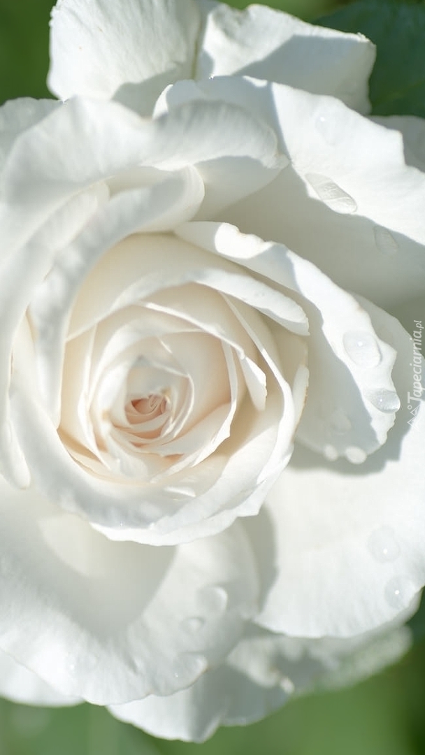 Biała róża w kroplach wody