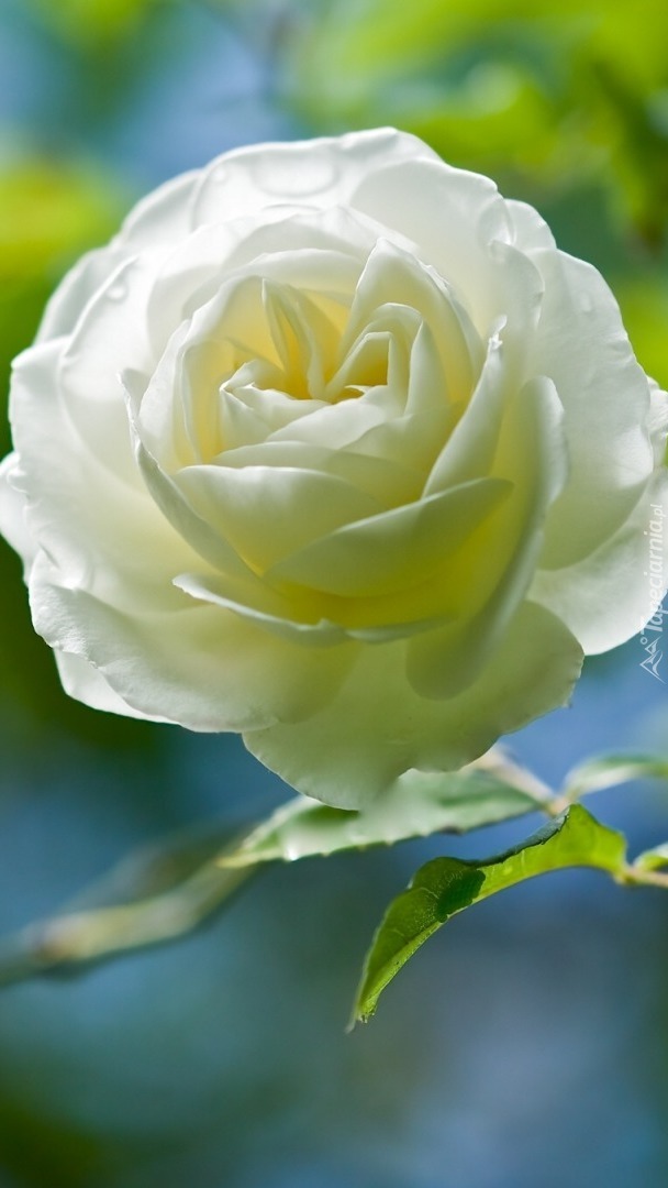 Biała różyczka