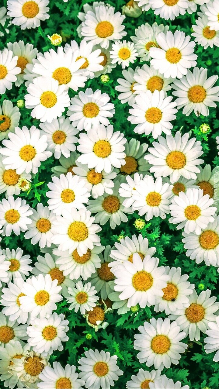 Białe drobne kwiatki