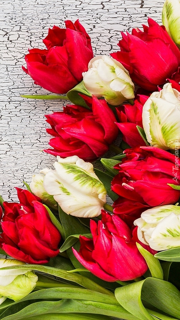Białe i czerwone tulipany