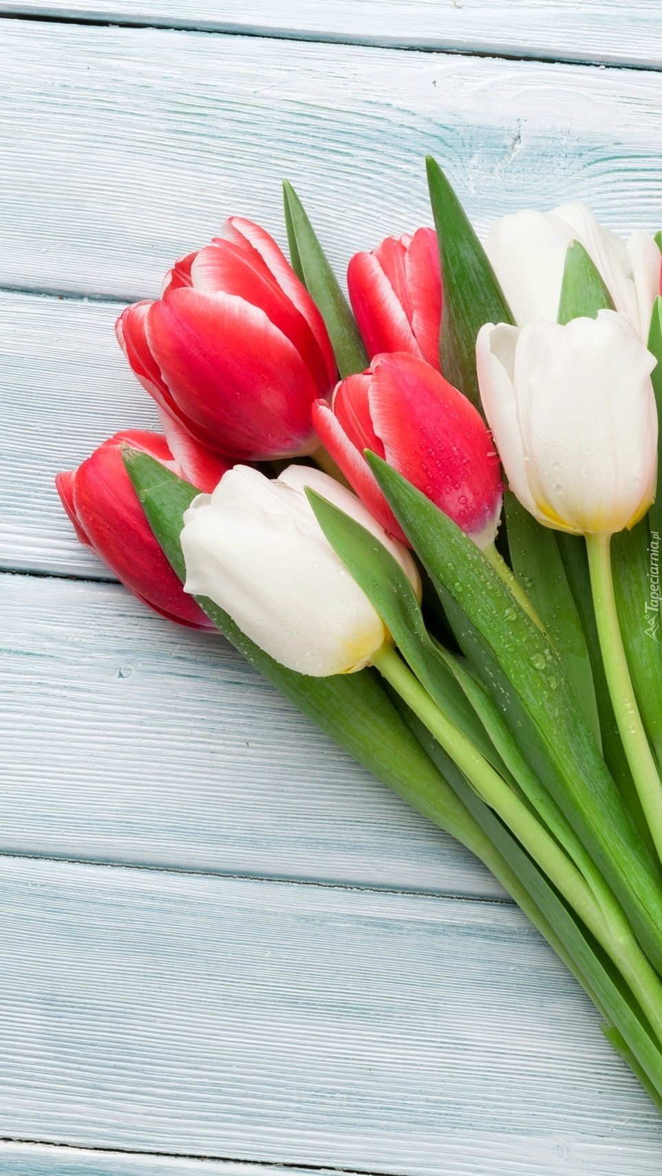 Białe i czerwone tulipany  na desce