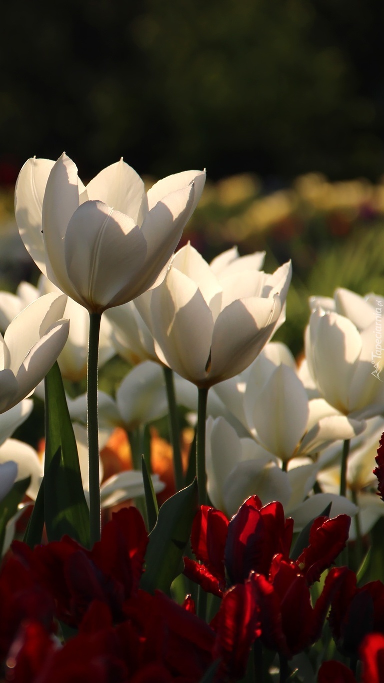 Białe i czerwone tulipany w słońcu