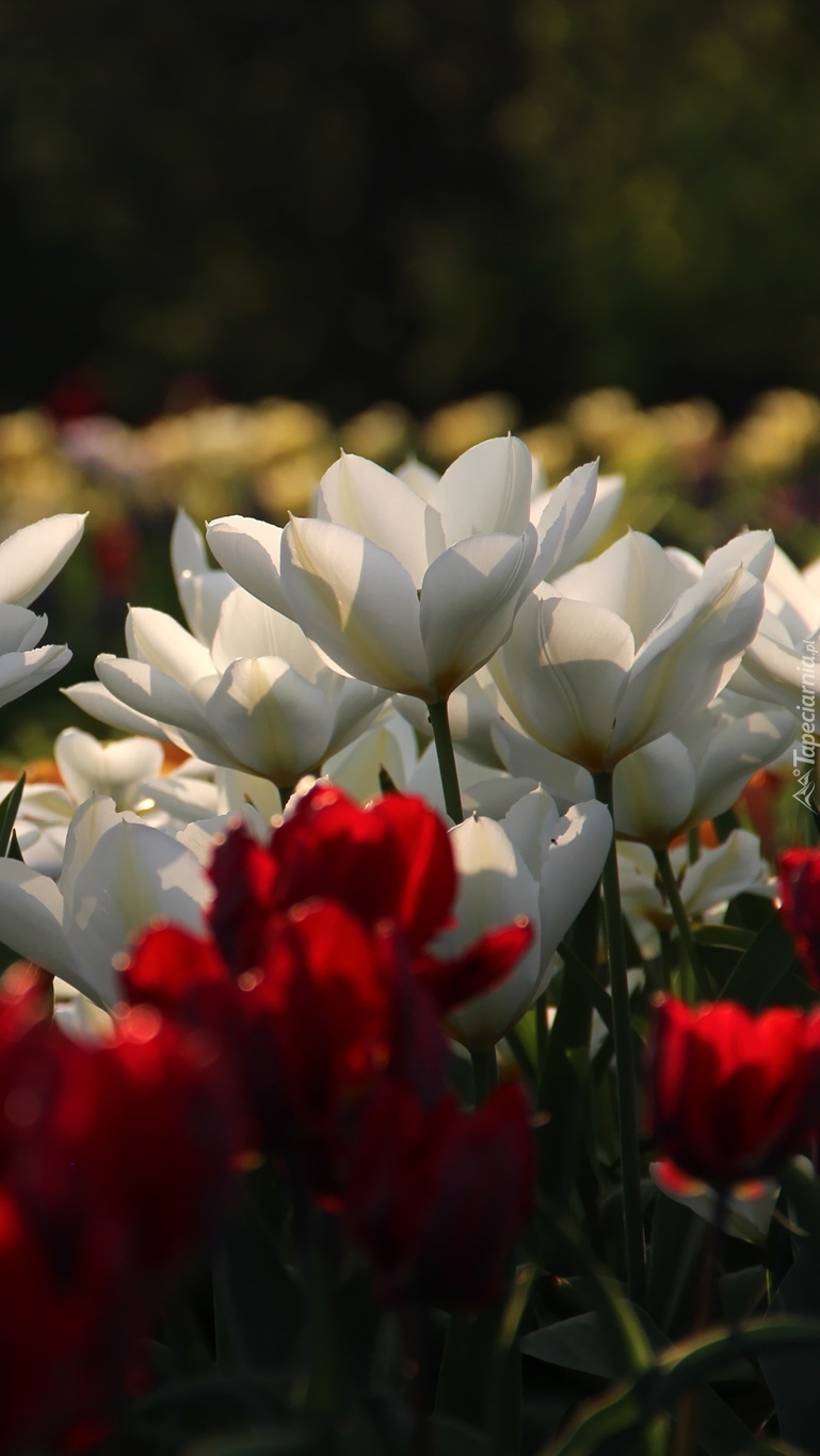 Białe i czerwone tulipany