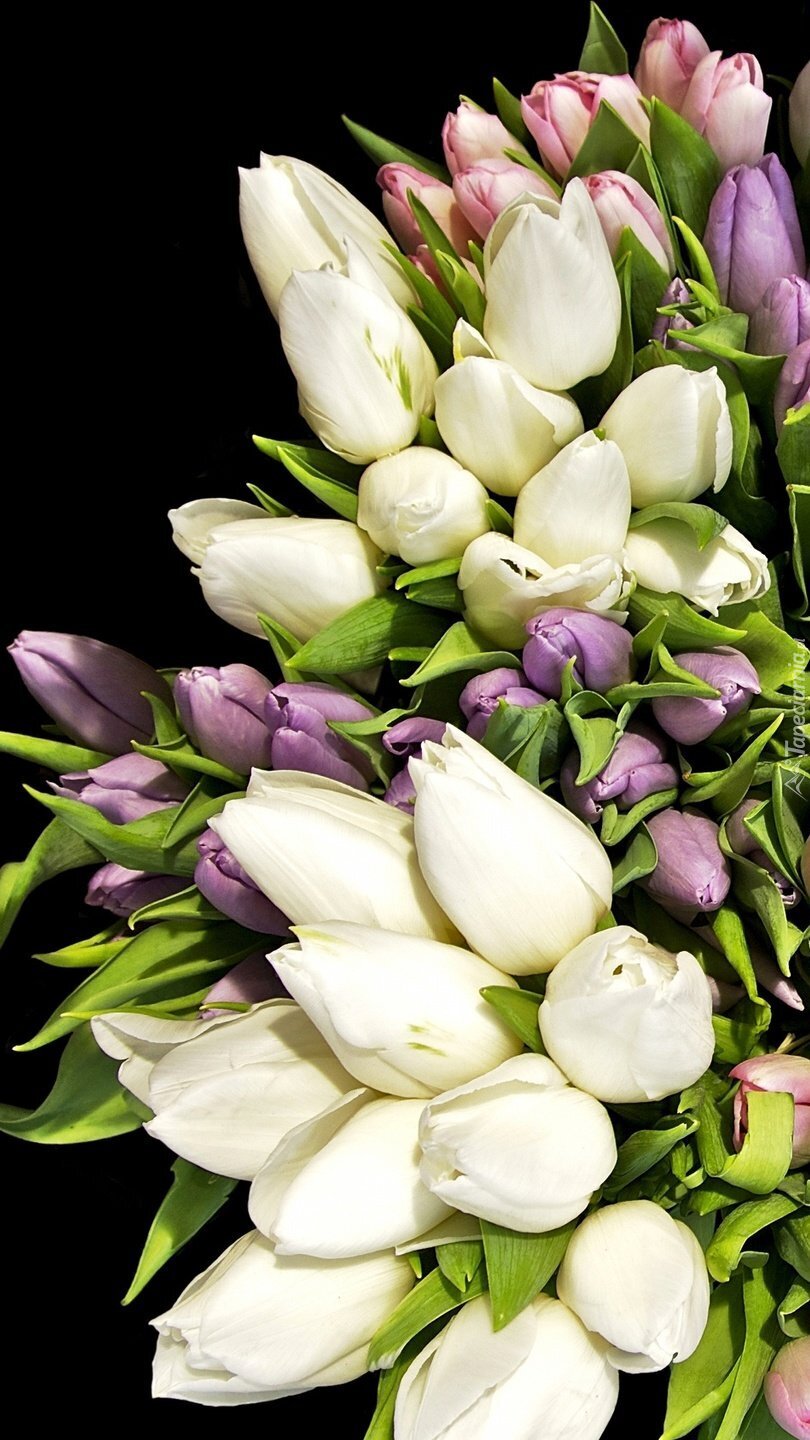 Białe i fioletowe tulipany