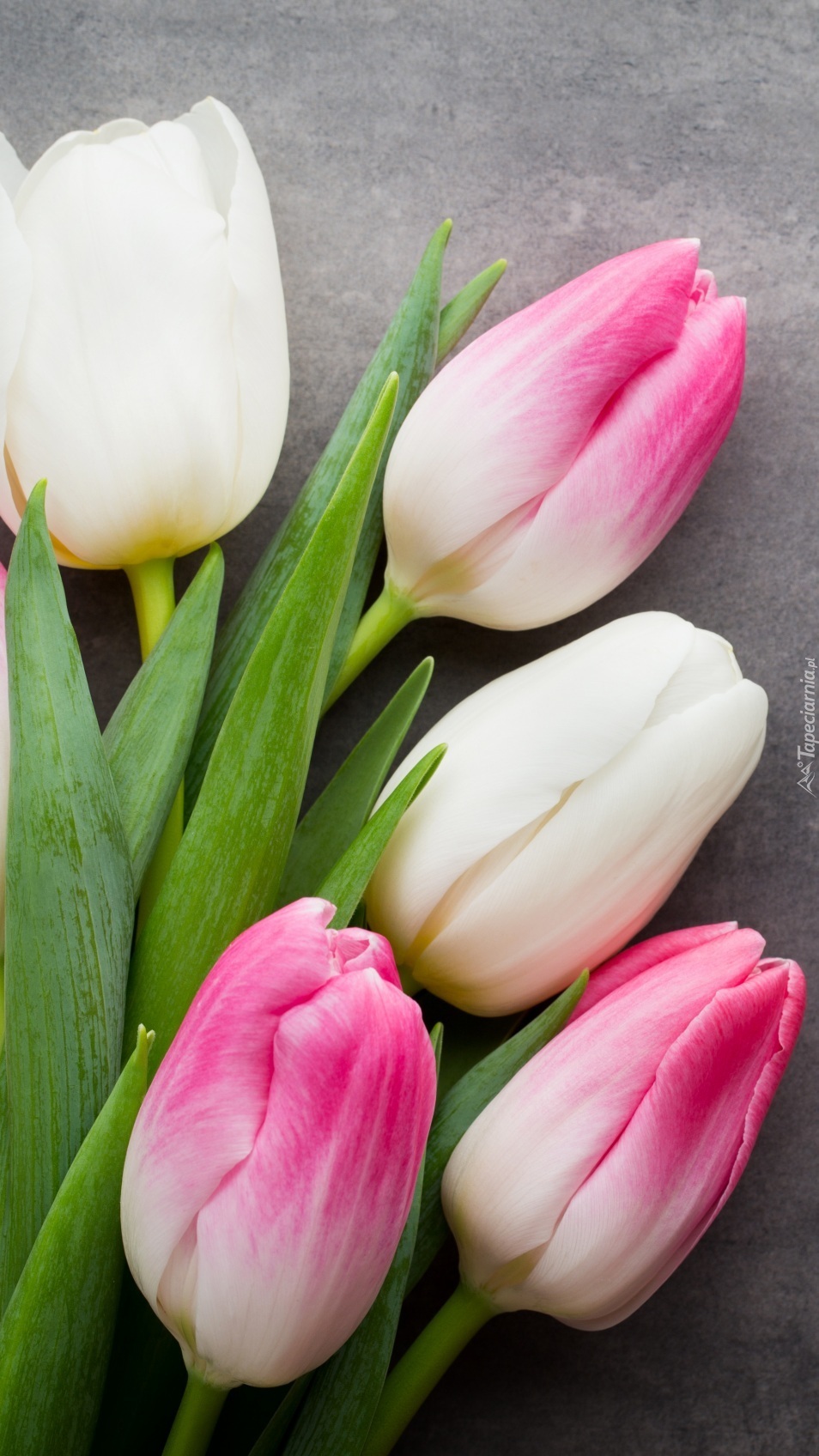 Białe i różowe tulipany