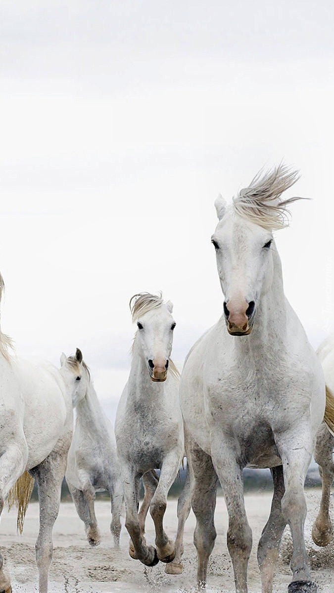 Białe konie
