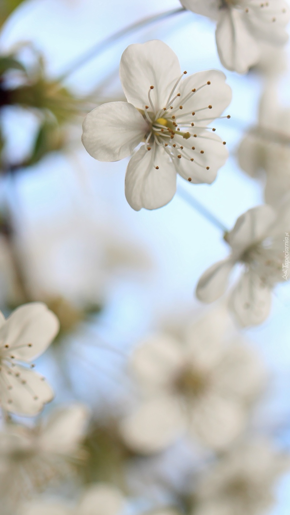 Białe kwiatki drzewa owocowego