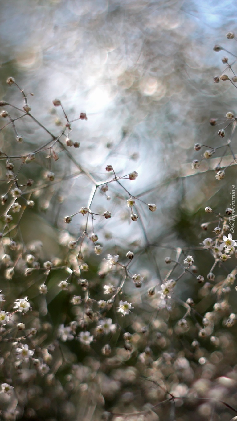 Białe kwiatki gipsówki w rozmyciu