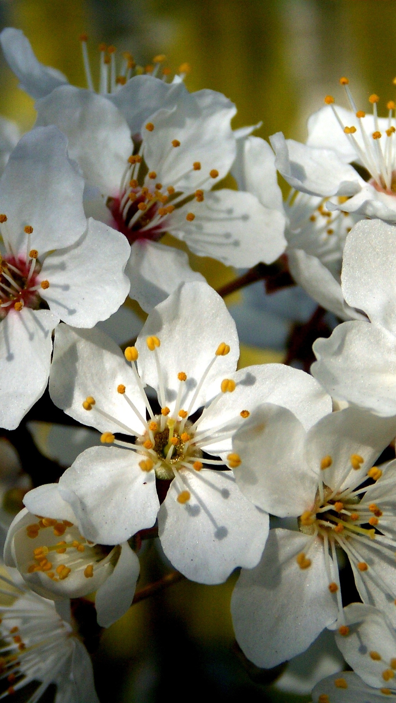 Białe kwiatki kwitnącego drzewa