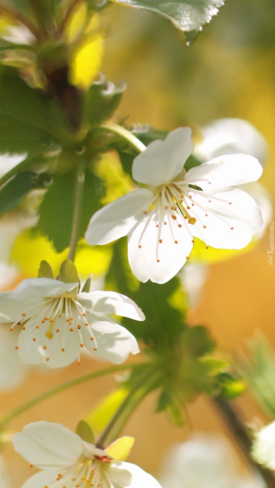 Białe kwiatki na drzewie owocowym