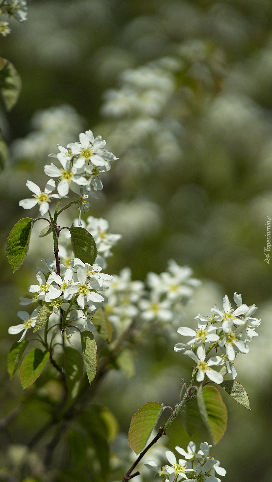Białe kwiatki na gałązkach