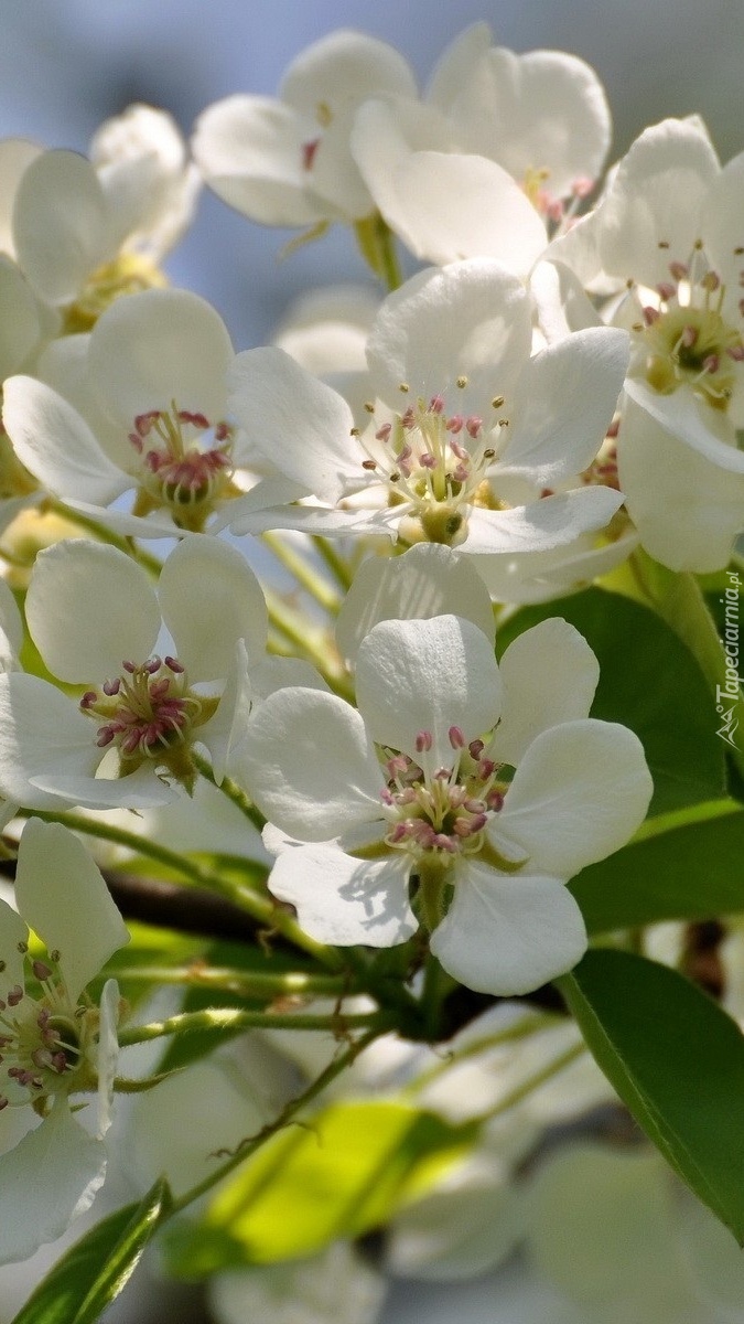 Białe kwiatki owocowego drzewa
