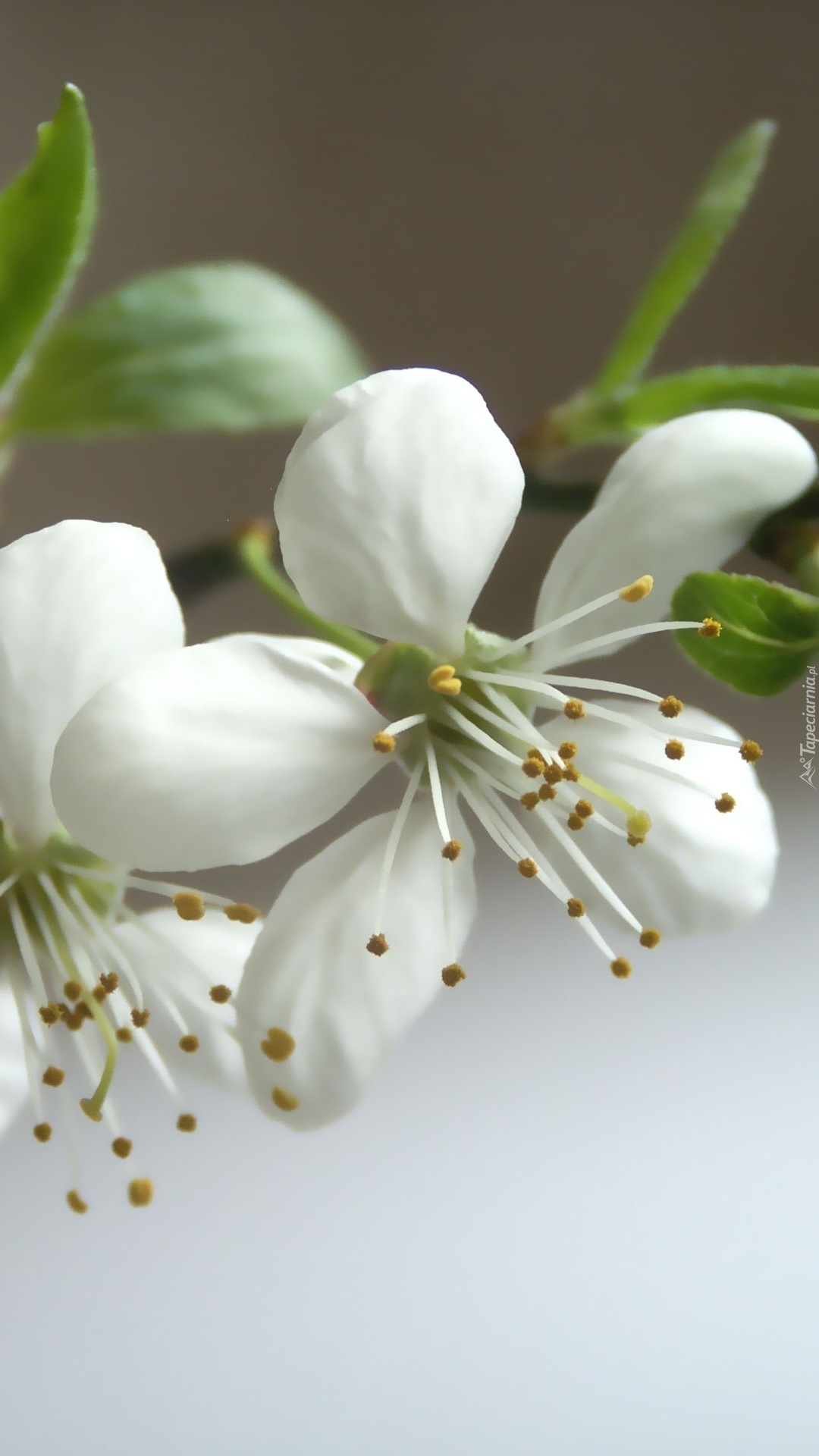 Białe kwiatki z pręcikami