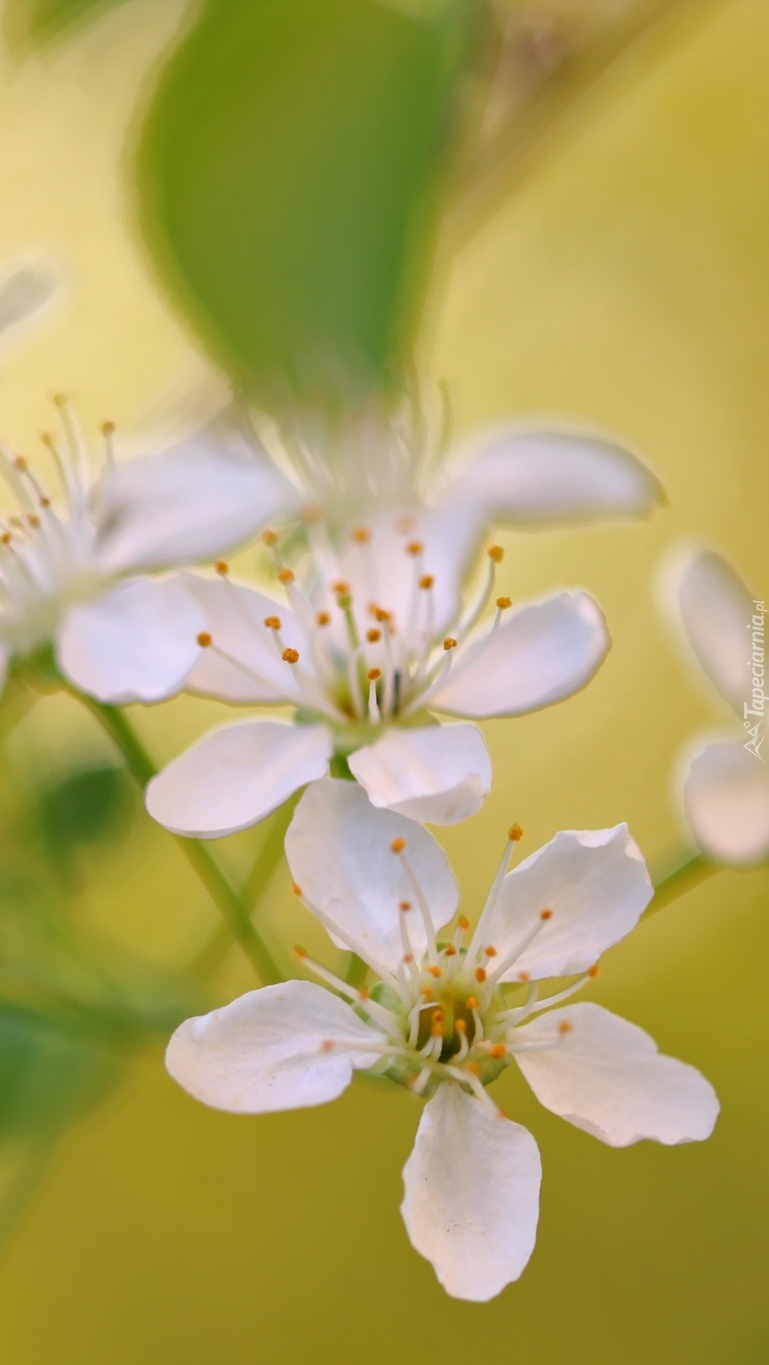Białe kwiatki z żółtymi pręcikami
