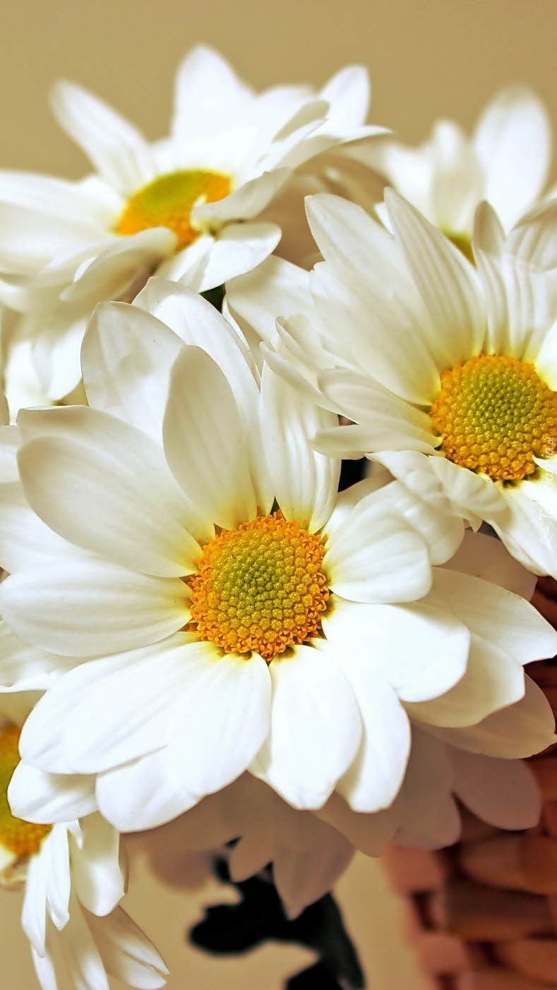 Białe kwiatki
