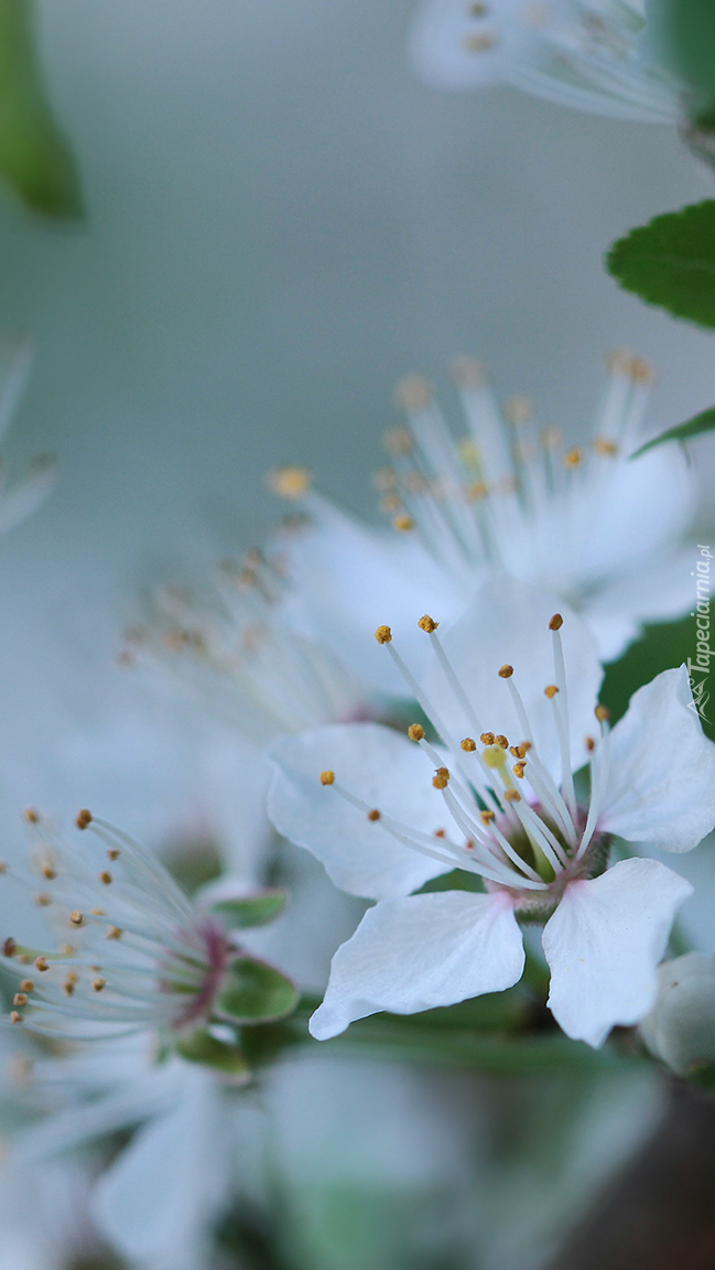 Białe kwiatuszki z pręcikami