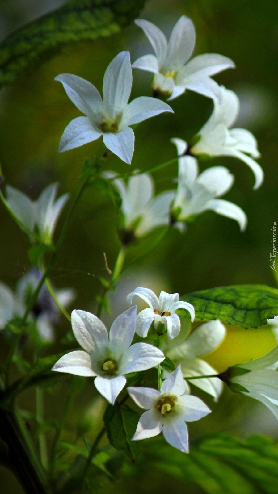 Białe kwiatuszki