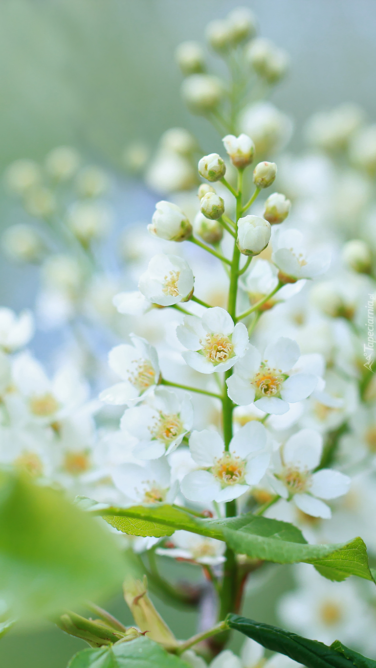 Białe kwiaty czeremechy