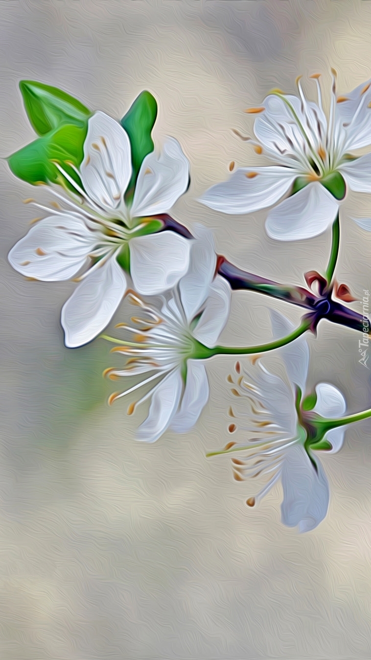 Białe kwiaty drzewa owocowego