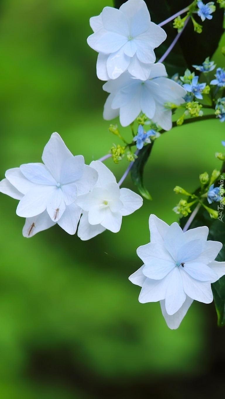 Białe kwiaty hortensji piłkowanej