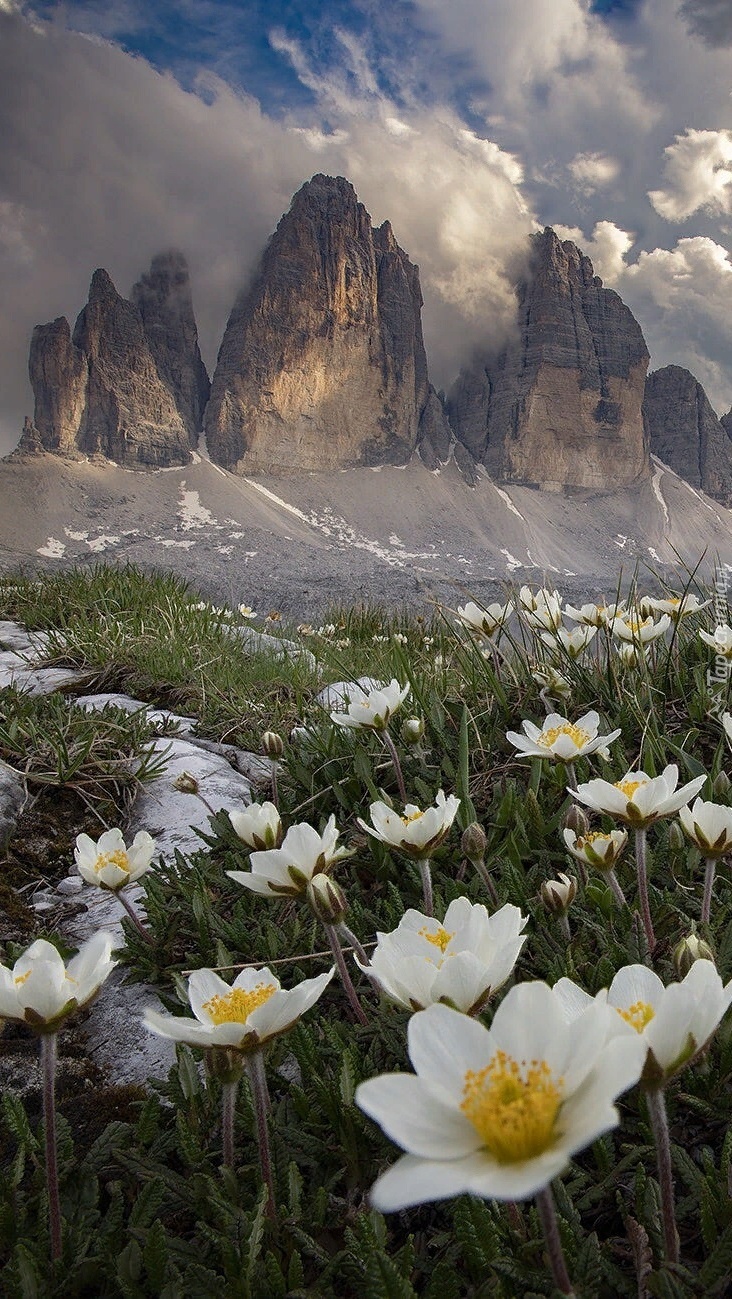 Białe kwiaty i masyw Tre Cime di Lavaredo