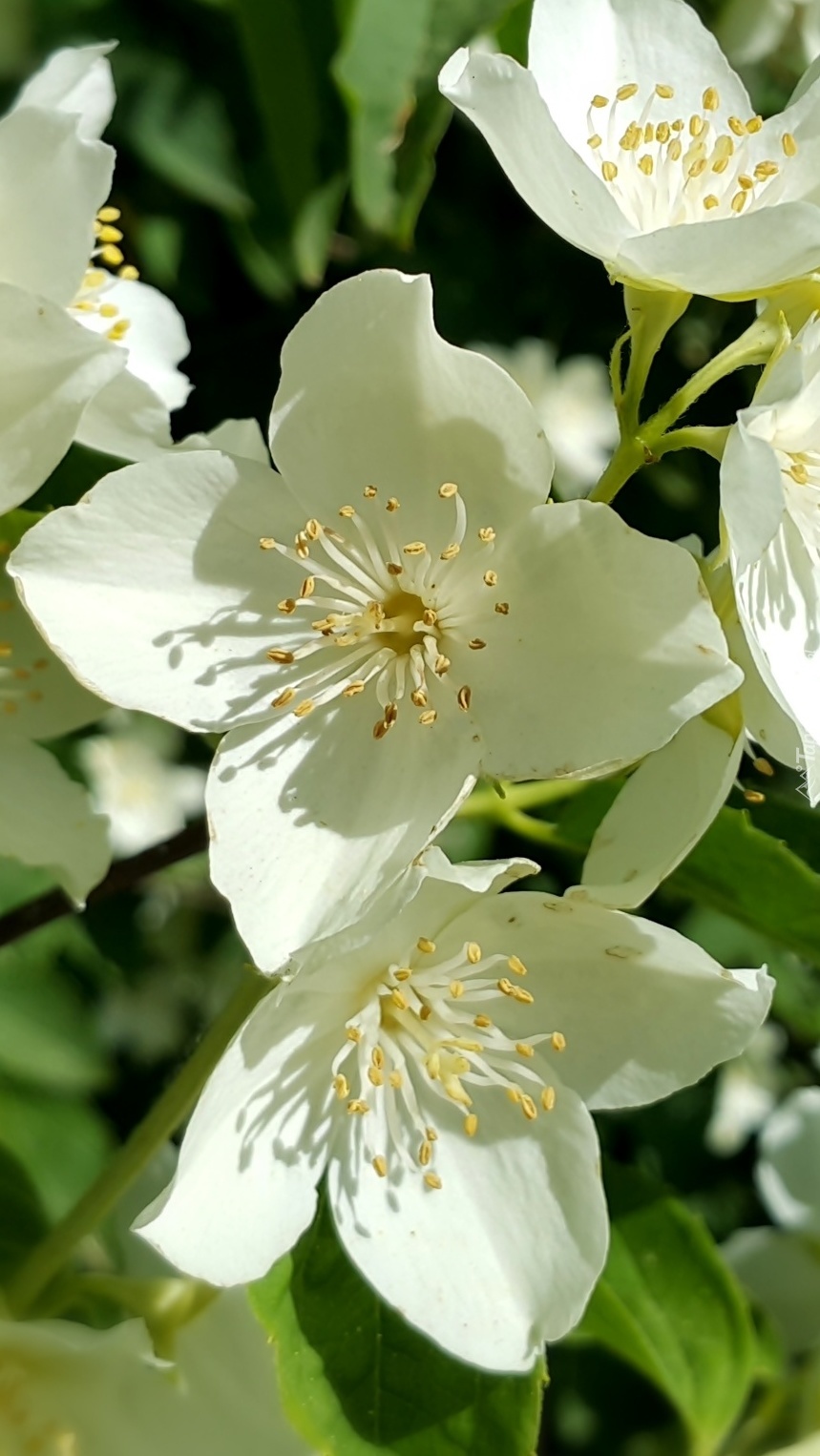 Białe kwiaty jaśminu