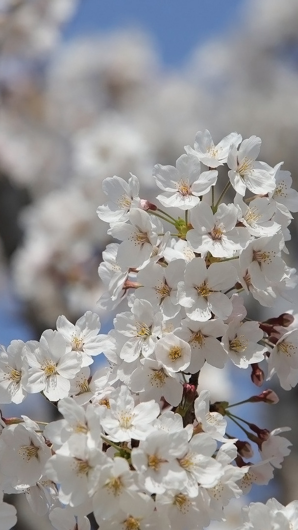 Białe kwiaty kwitnącej wiśni