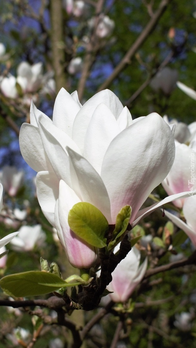 Białe kwiaty magnolii