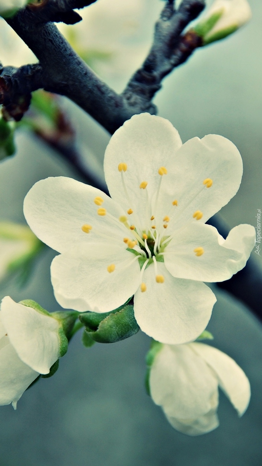 Białe kwiaty na gałęzi drzewa owocowego
