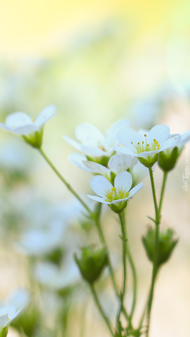 Białe kwiaty skalnicy