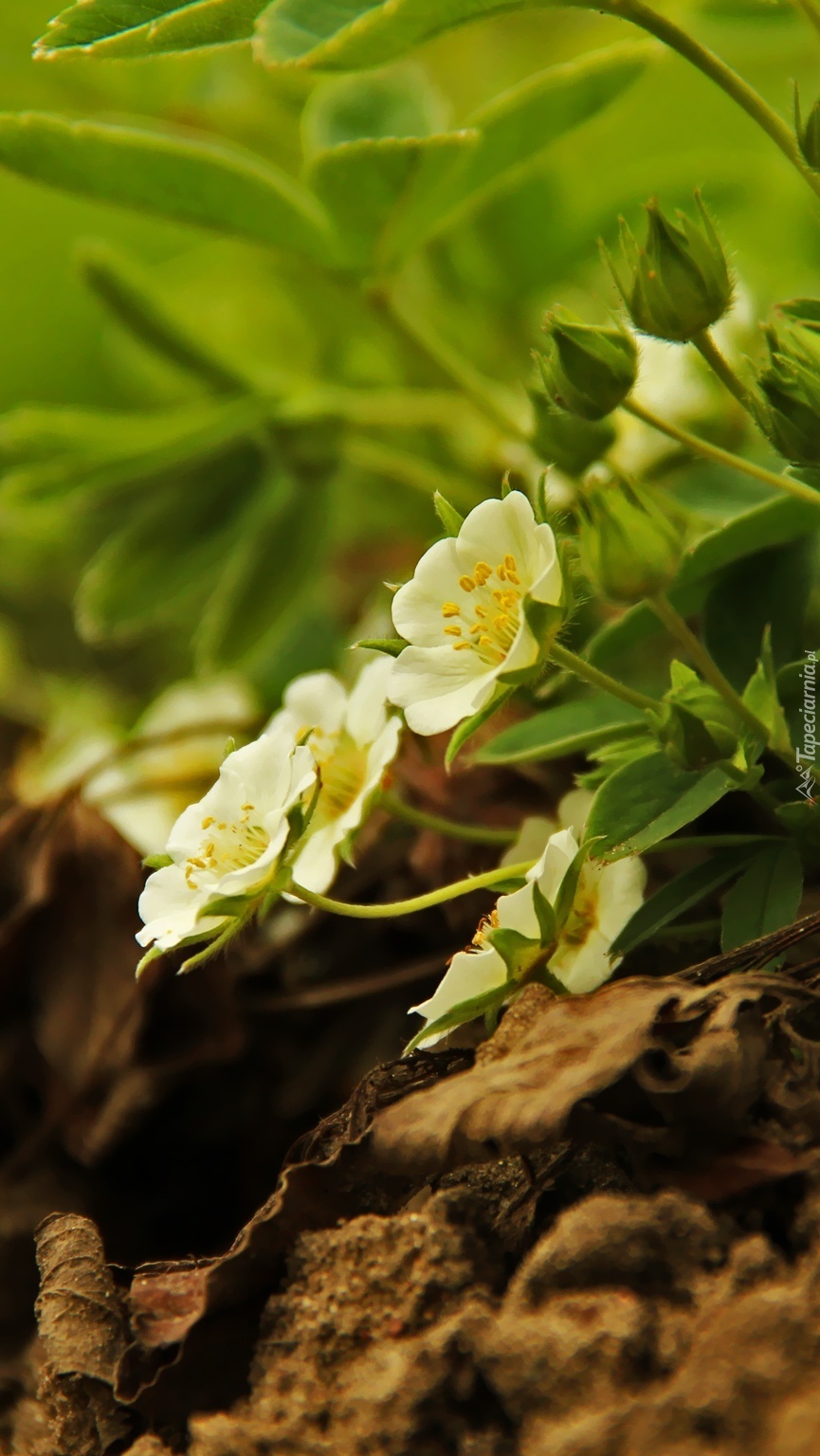 Białe kwiaty truskawki