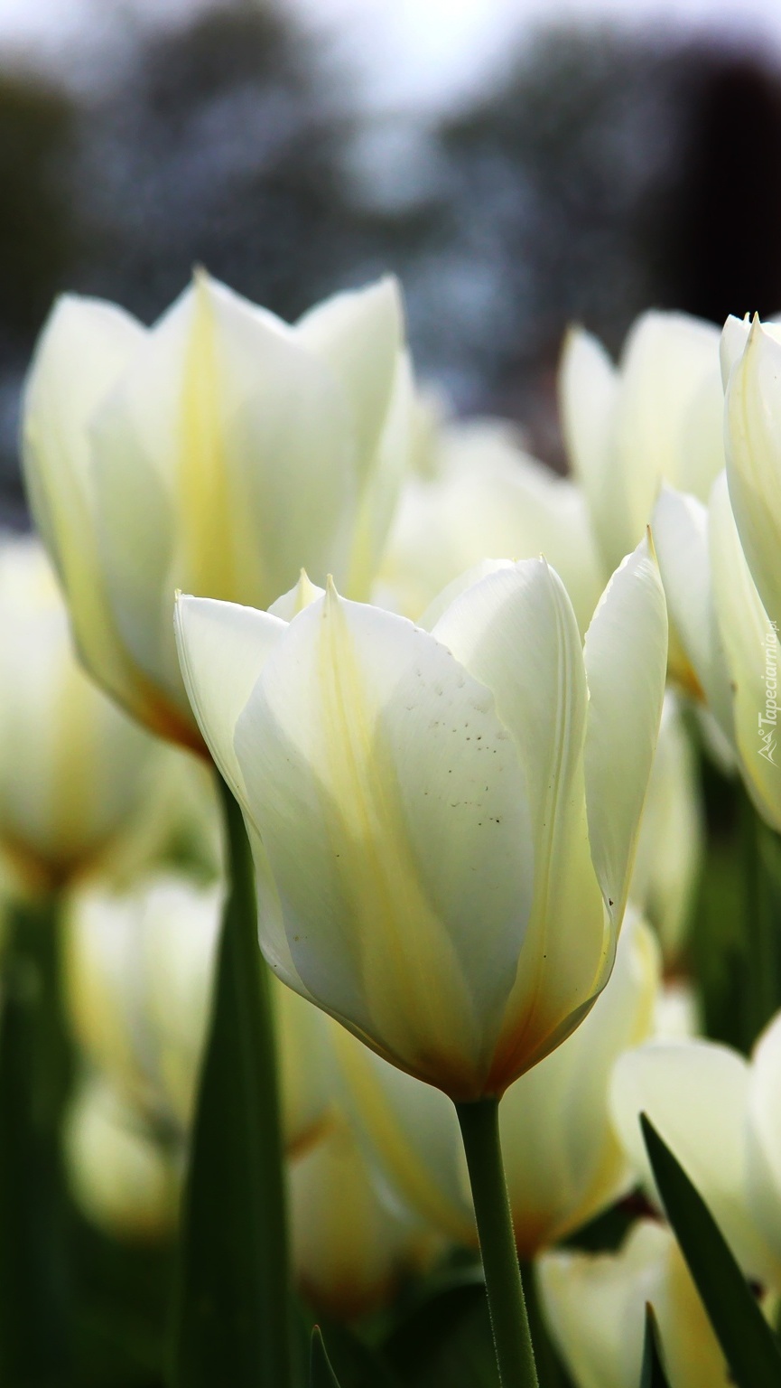 Białe kwiaty tulipanów