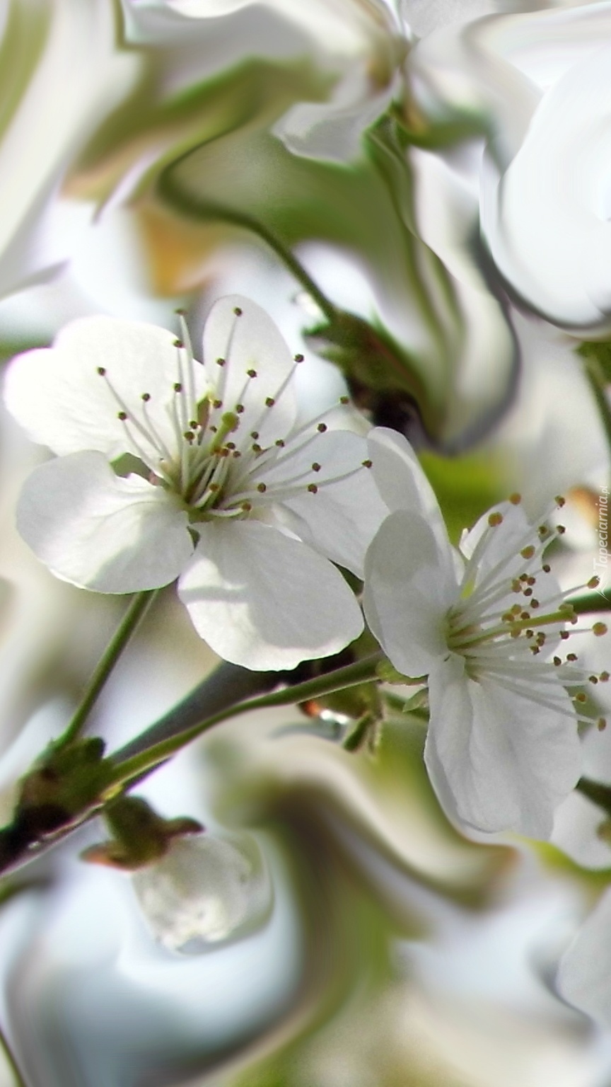 Białe kwiaty wiśni na gałązce