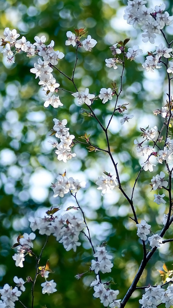 Białe kwiaty wiśni na gałązkach