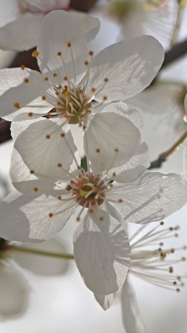 Białe kwiaty z pręcikami