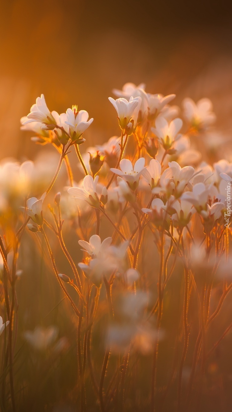 Białe łąkowe kwiaty na rozmytym tle