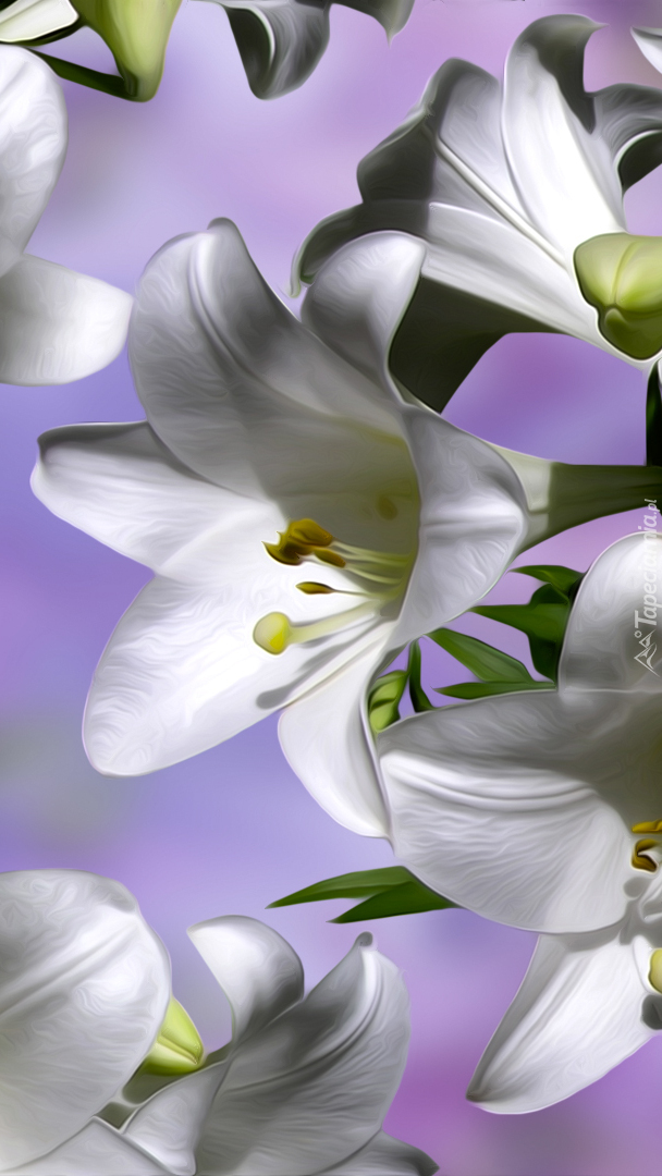 Białe lilie