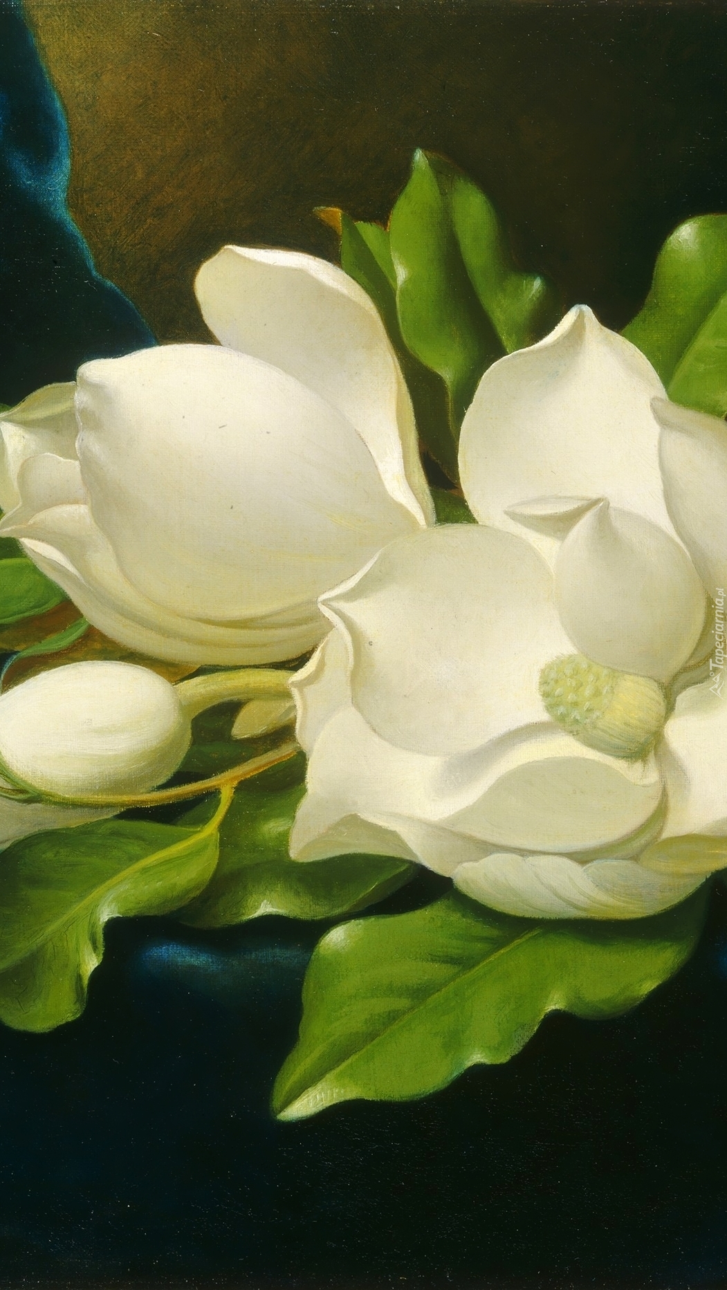 Białe magnolie