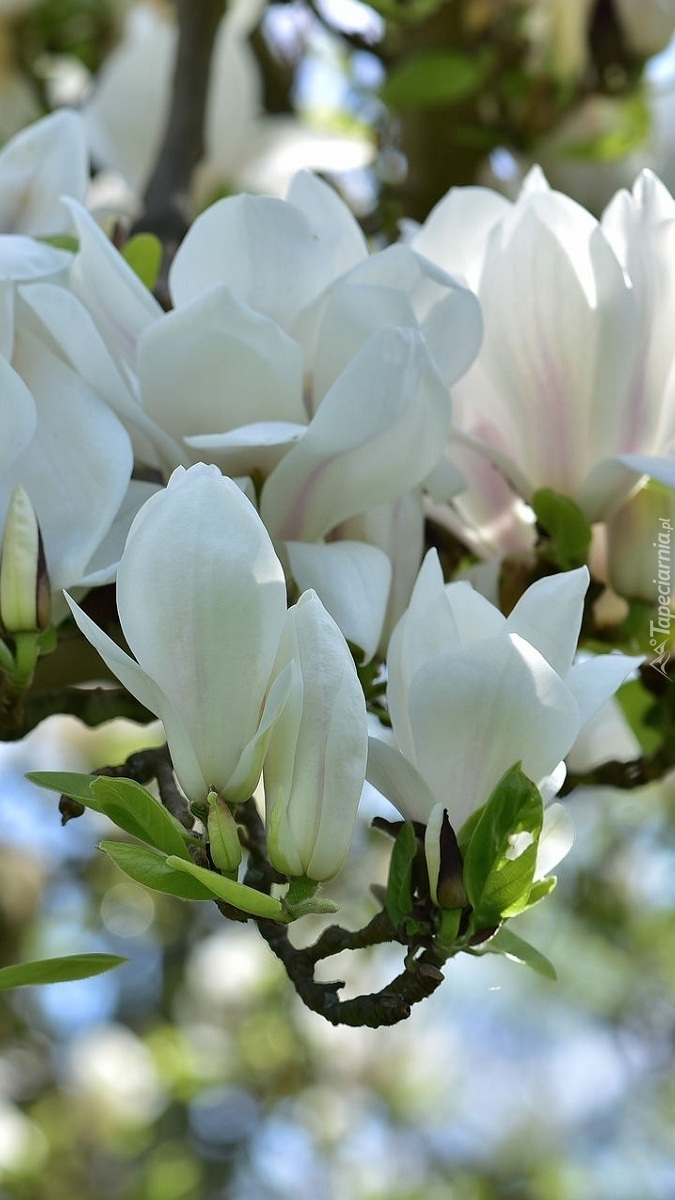 Białe magnolie