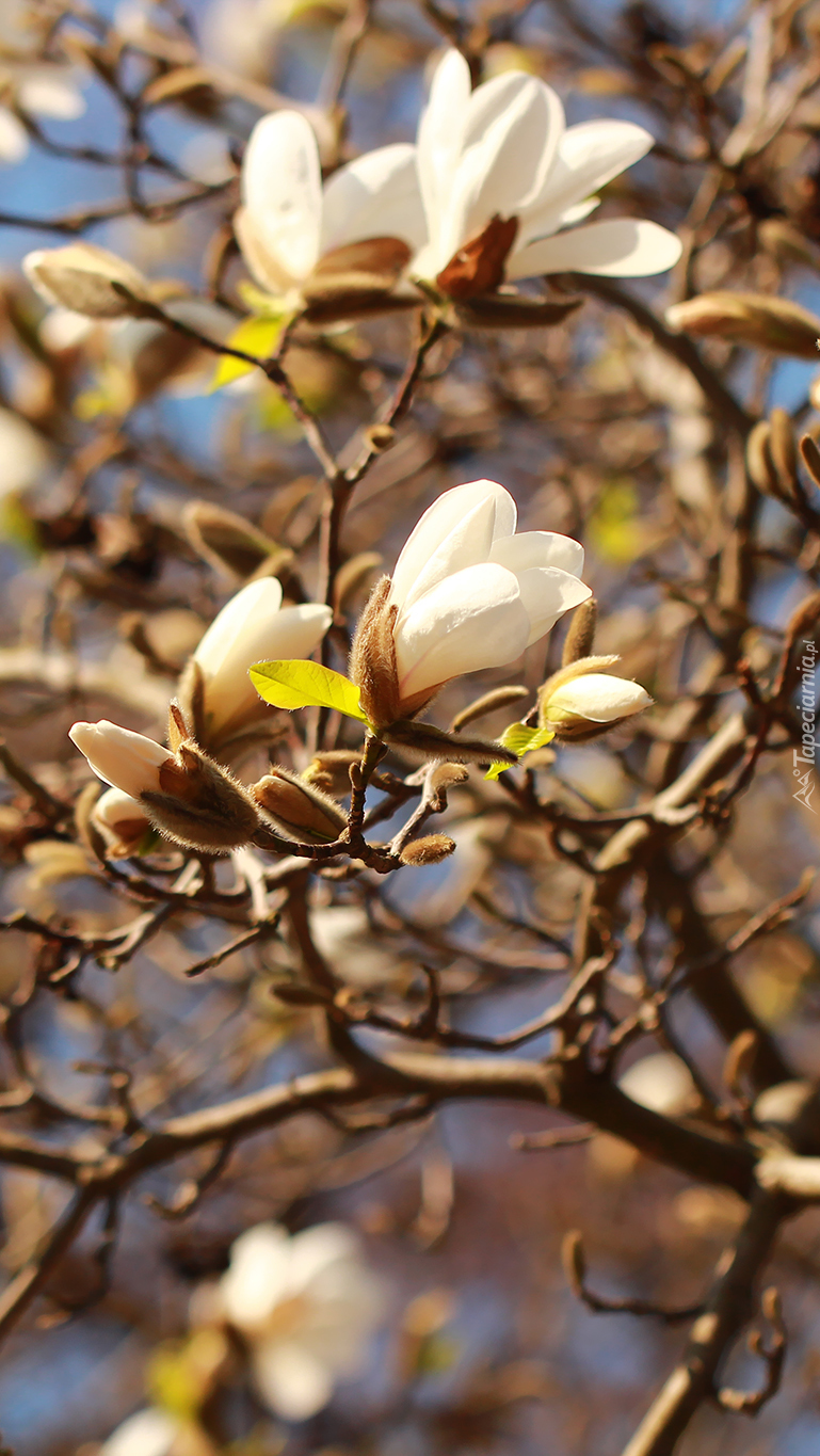 Białe magnolie