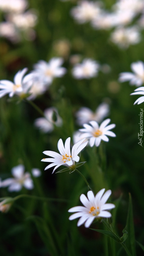 Białe polne kwiatuszki
