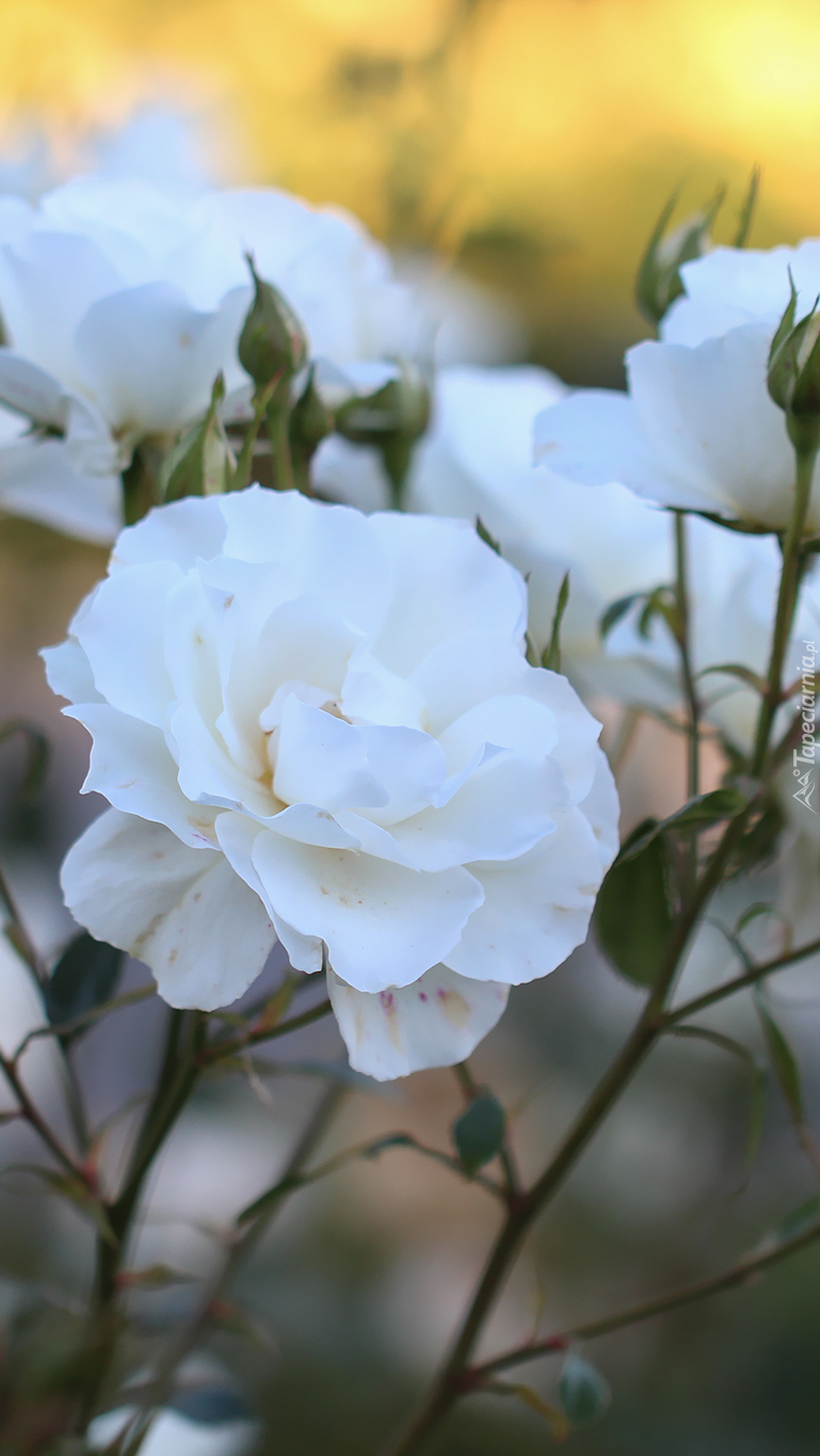 Białe róże w zbliżeniu