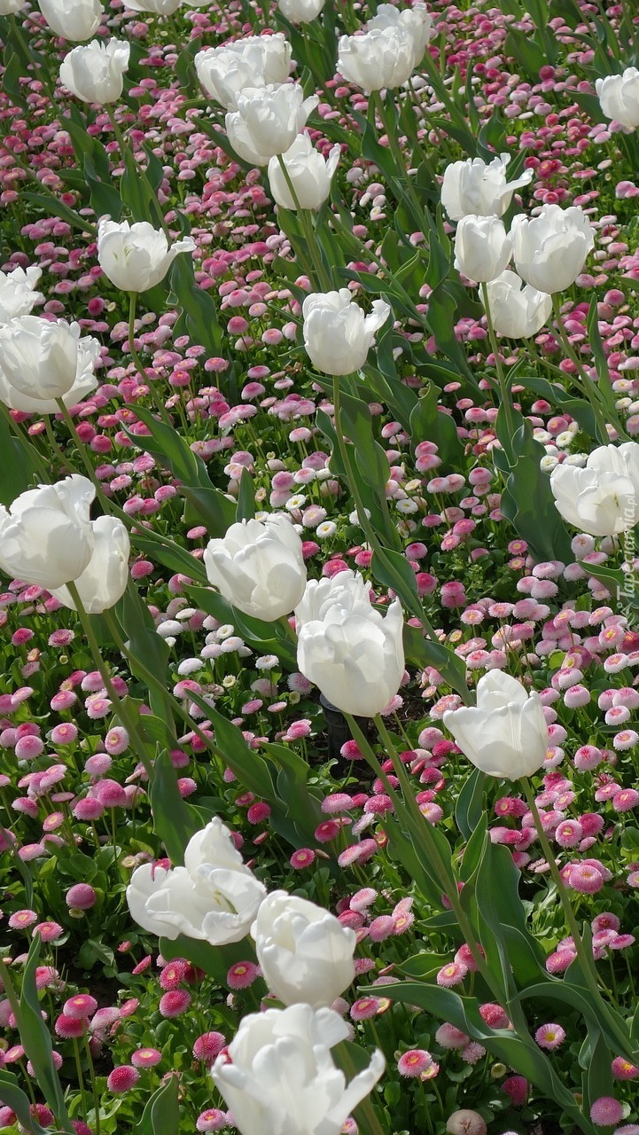 Białe tulipany i różowe stokrotki