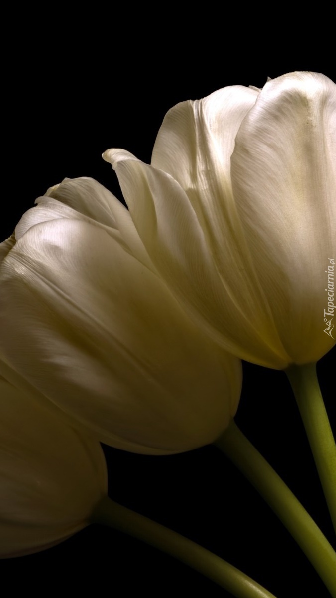 Białe tulipany na ciemnym tle